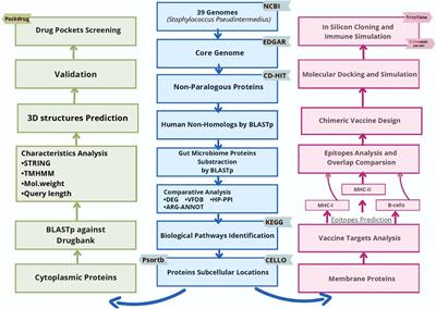 Multi-epitope chimeric vaccine designing and novel drug targets prioritization against multi-drug resistant Staphylococcus pseudintermedius